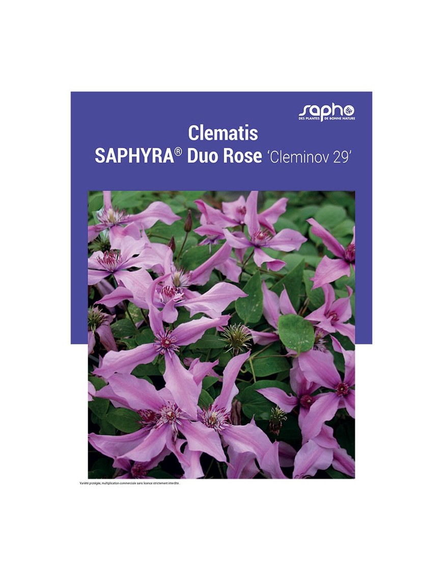 CLEMATIS "Saphyra® Duo Rose"