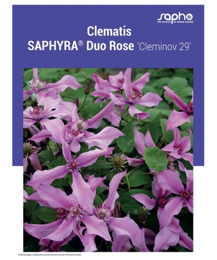 CLEMATIS "Saphyra® Duo Rose"