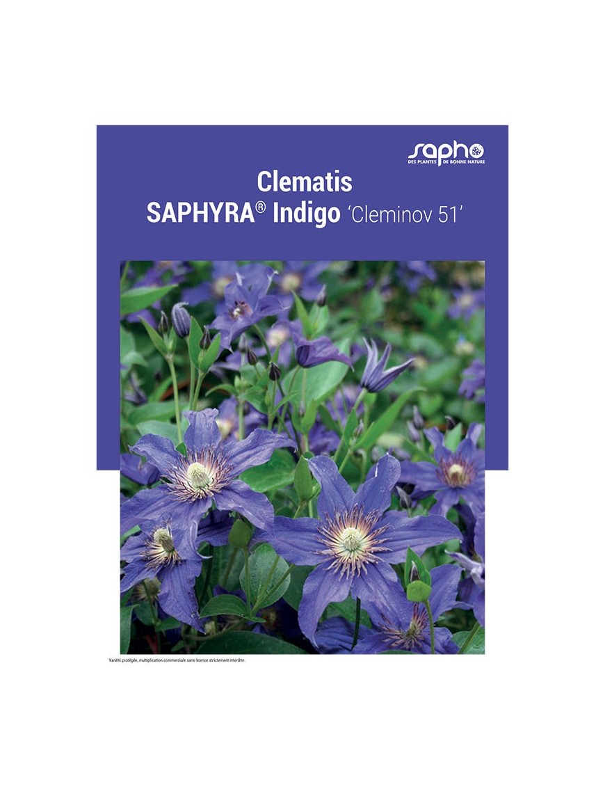 CLEMATIS "Saphyra® Indigo"