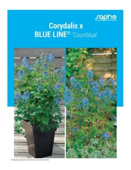 CORYDALIS X "Blue Line®"
