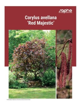 CORYLUS AVELLANA "Red Majestic"