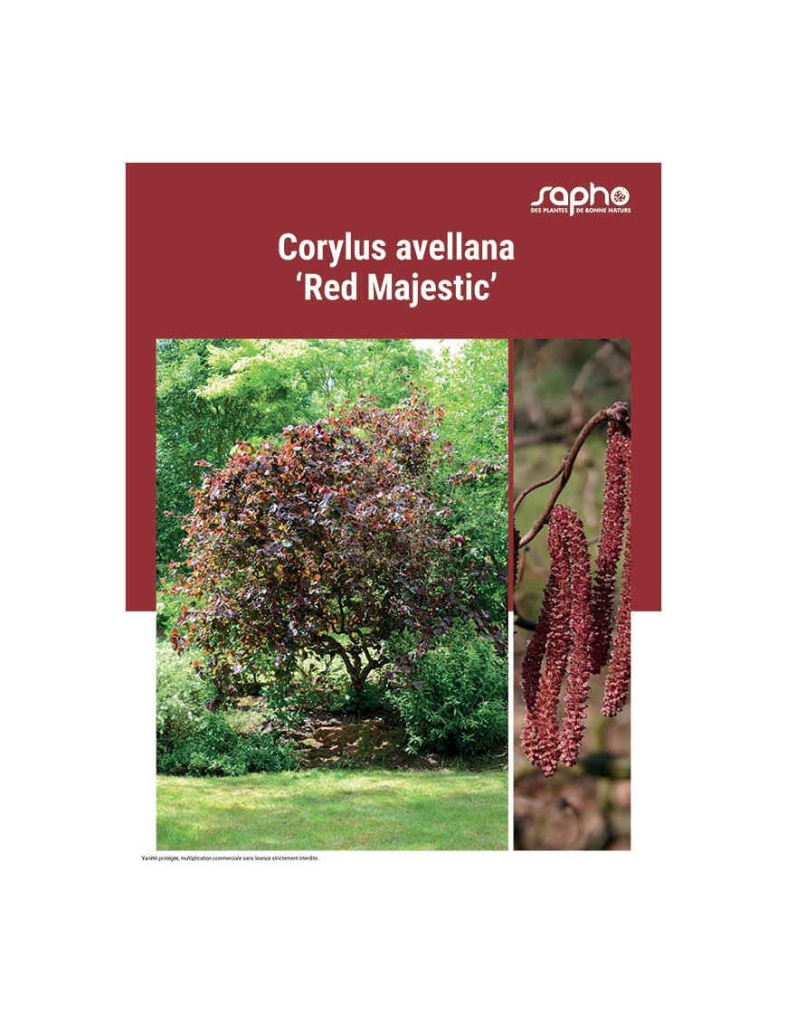 CORYLUS AVELLANA "Red Majestic"