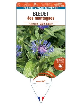 CENTAUREA montana voir BLEUET des montagnes *