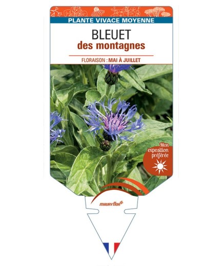 CENTAUREA montana voir BLEUET des montagnes *