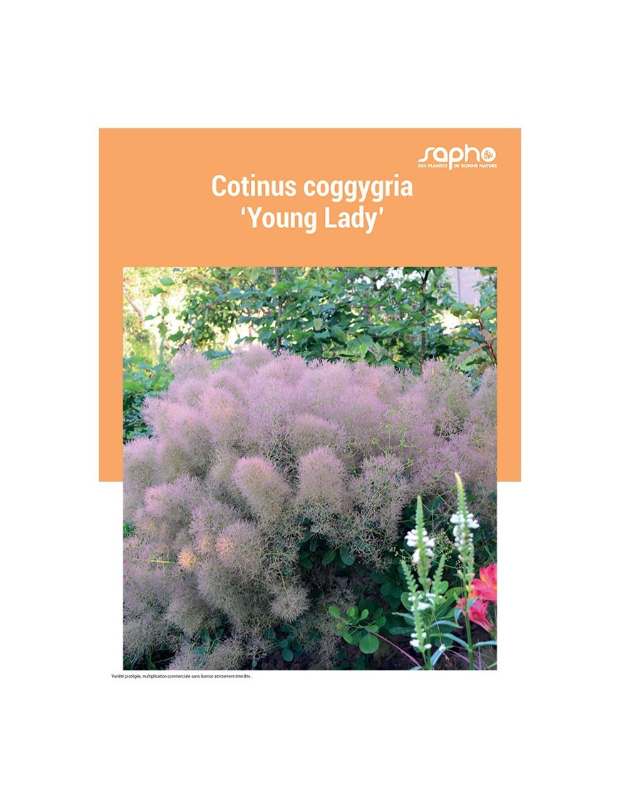 CORYLUS COGGYGRIA "Young Lady"