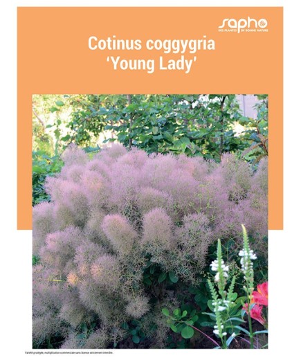 CORYLUS COGGYGRIA "Young Lady"