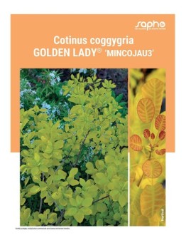 COTINUS COGGYGRIA "Golden Lady®"