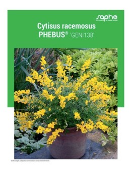 CYTISUS RACEMOSUS "Phebus®"