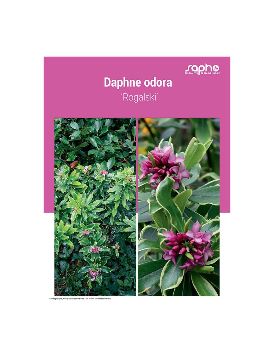 DAPHNE ODORA ‘Rogalski’