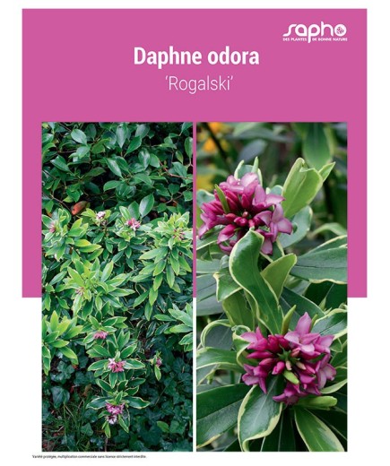 DAPHNE ODORA ‘Rogalski’
