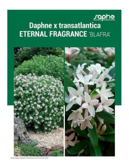 DAPHNE X TRANSATLANTICA "Eternal Fragrance"