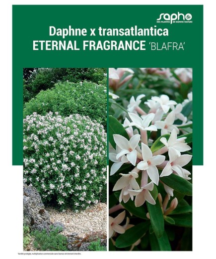 DAPHNE X TRANSATLANTICA "Eternal Fragrance"