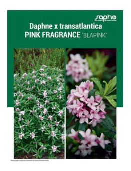 DAPHNE X TRANSATLANTICA "Pink Fragrance"