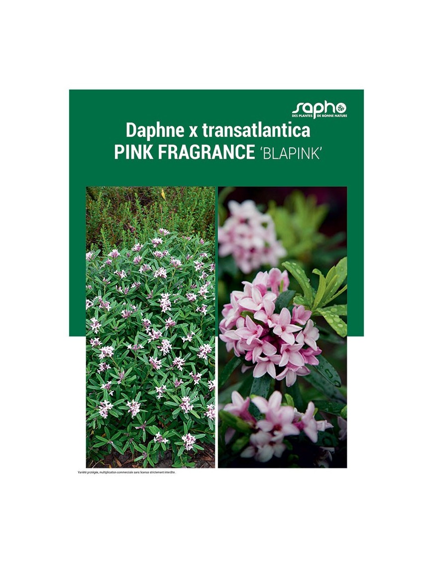 DAPHNE X TRANSATLANTICA "Pink Fragrance"