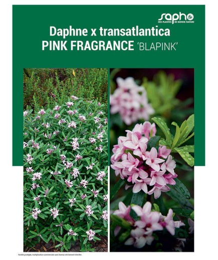 DAPHNE X TRANSATLANTICA "Pink Fragrance"