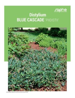 DISTYLIUM BLUE CASCADE