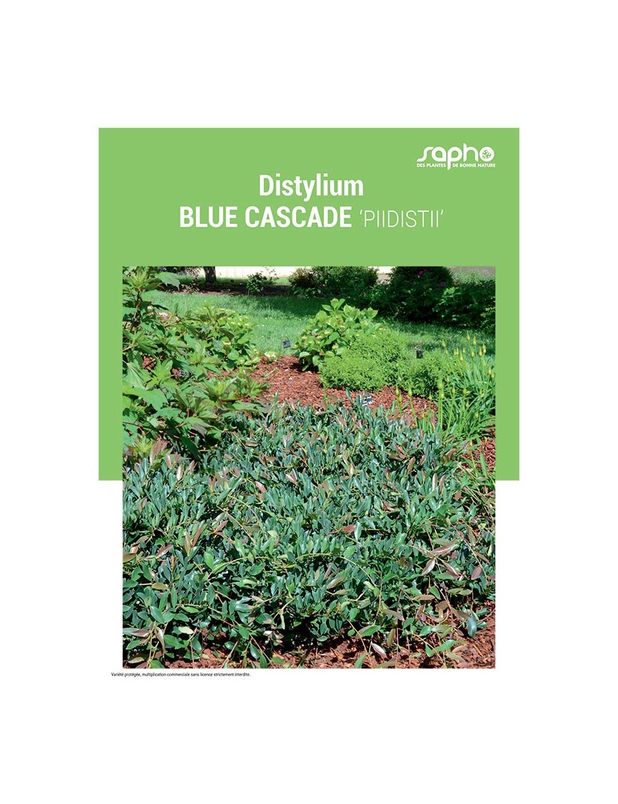 DISTYLIUM BLUE CASCADE
