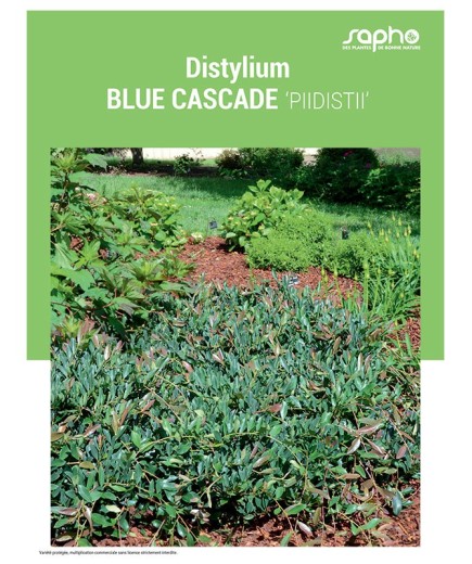 DISTYLIUM BLUE CASCADE