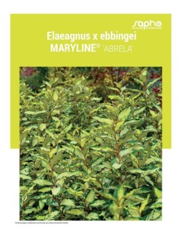 ELAEAGNUS X EBBINGEI "Maryline®"