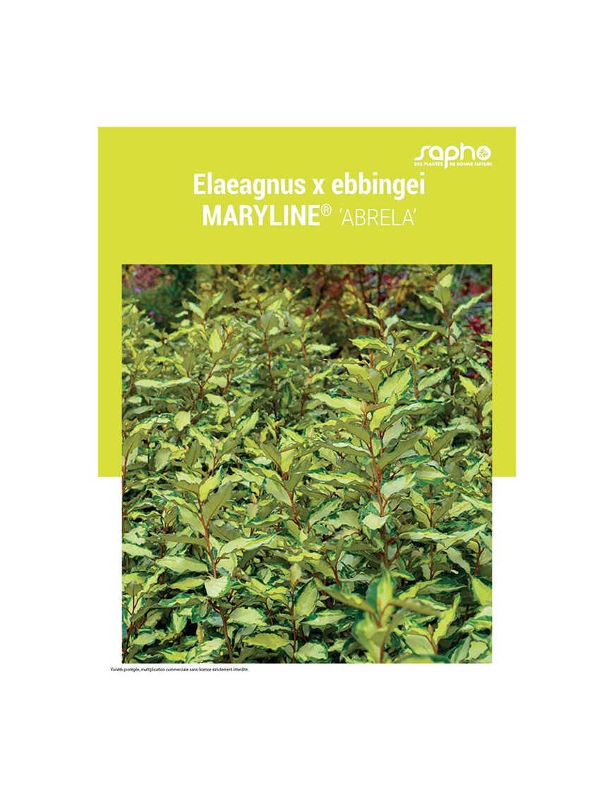 ELAEAGNUS X EBBINGEI "Maryline®"