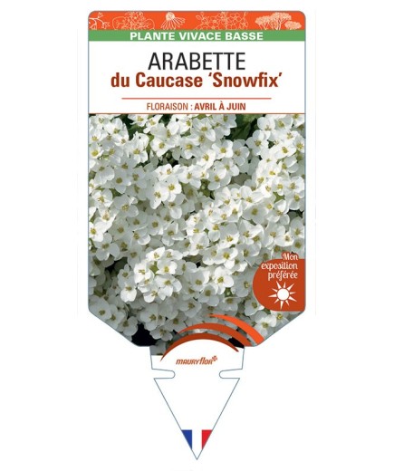 ARABETTE caucasica Snowfix voir Arabette du Caucase