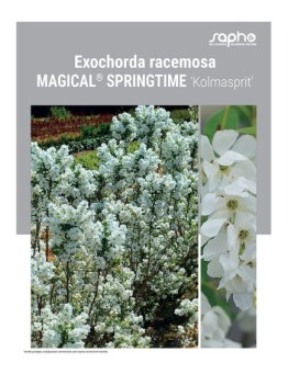EXOCHORDA RACEMOSA "Magical® Springtime"