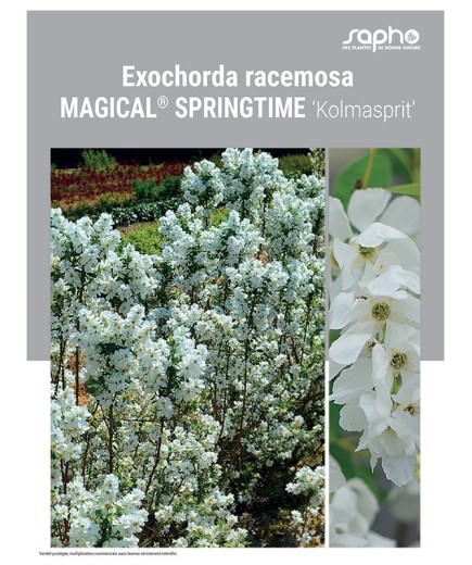 EXOCHORDA RACEMOSA "Magical® Springtime"