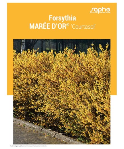 FORSYTHIA "Marée d'Or®"