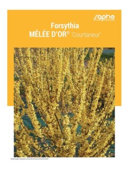 FORSYTHIA "Mêlée d'Or®"