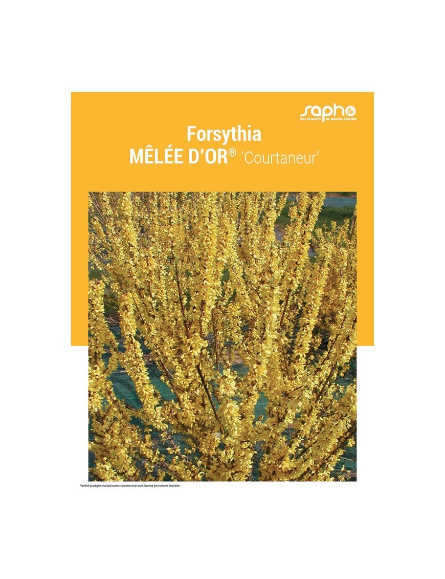 FORSYTHIA "Mêlée d'Or®"