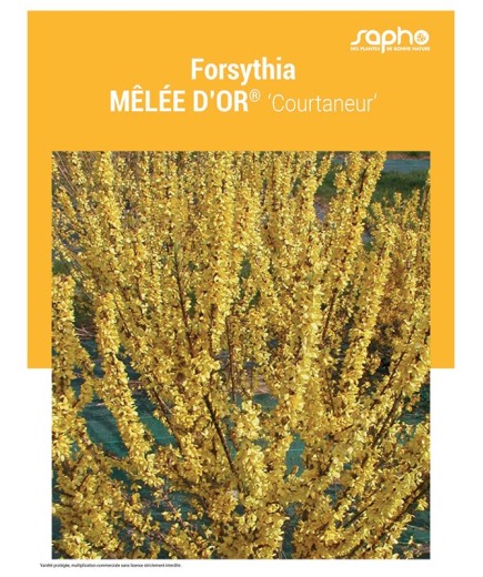 FORSYTHIA "Mêlée d'Or®"