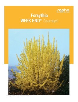 FORSYTHIA "Week end®"