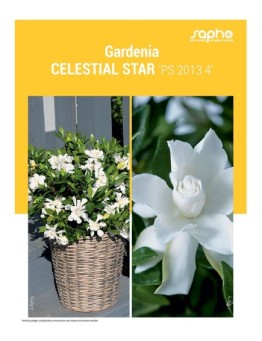 GARDENIA "Celestial Star"