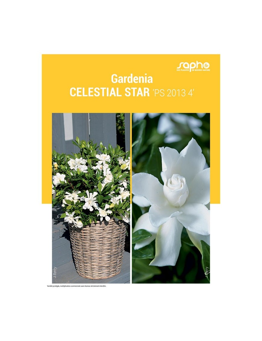 GARDENIA "Celestial Star"