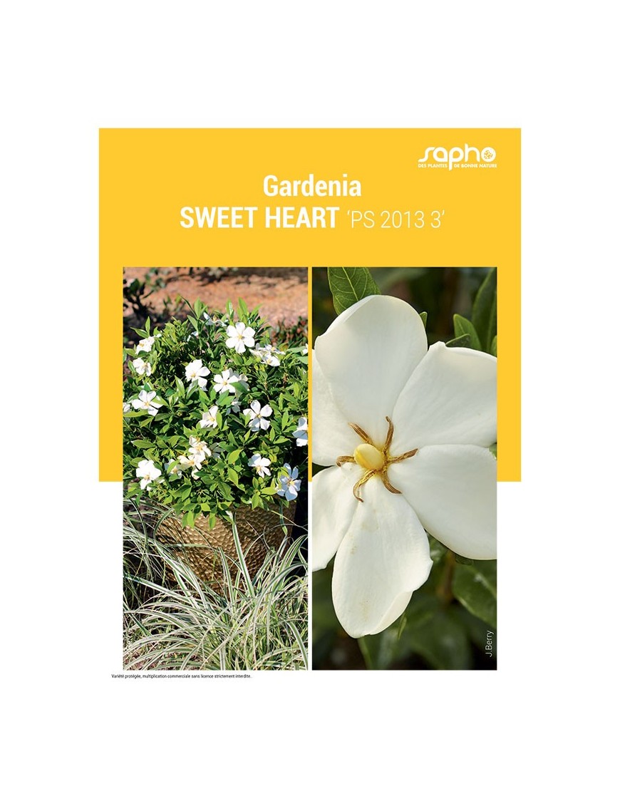 GARDENIA "Sweet Heart"