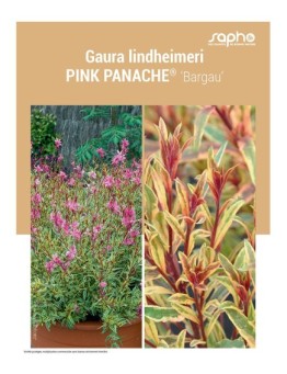 GAURA LINDHEIMERI "Pink PANACHÉ®"