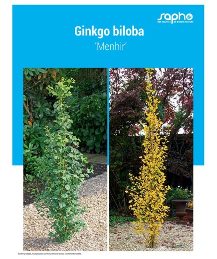 GINKGO BILOBA