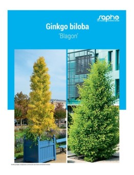 Ginkgo biloba ‘Blagon’