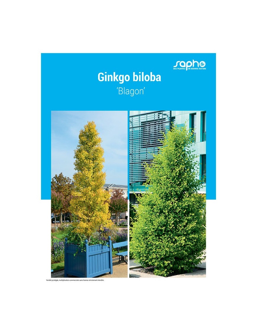 Ginkgo biloba ‘Blagon’