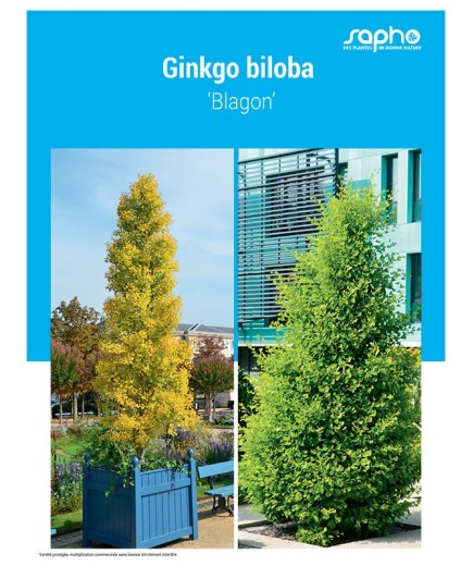 Ginkgo biloba ‘Blagon’