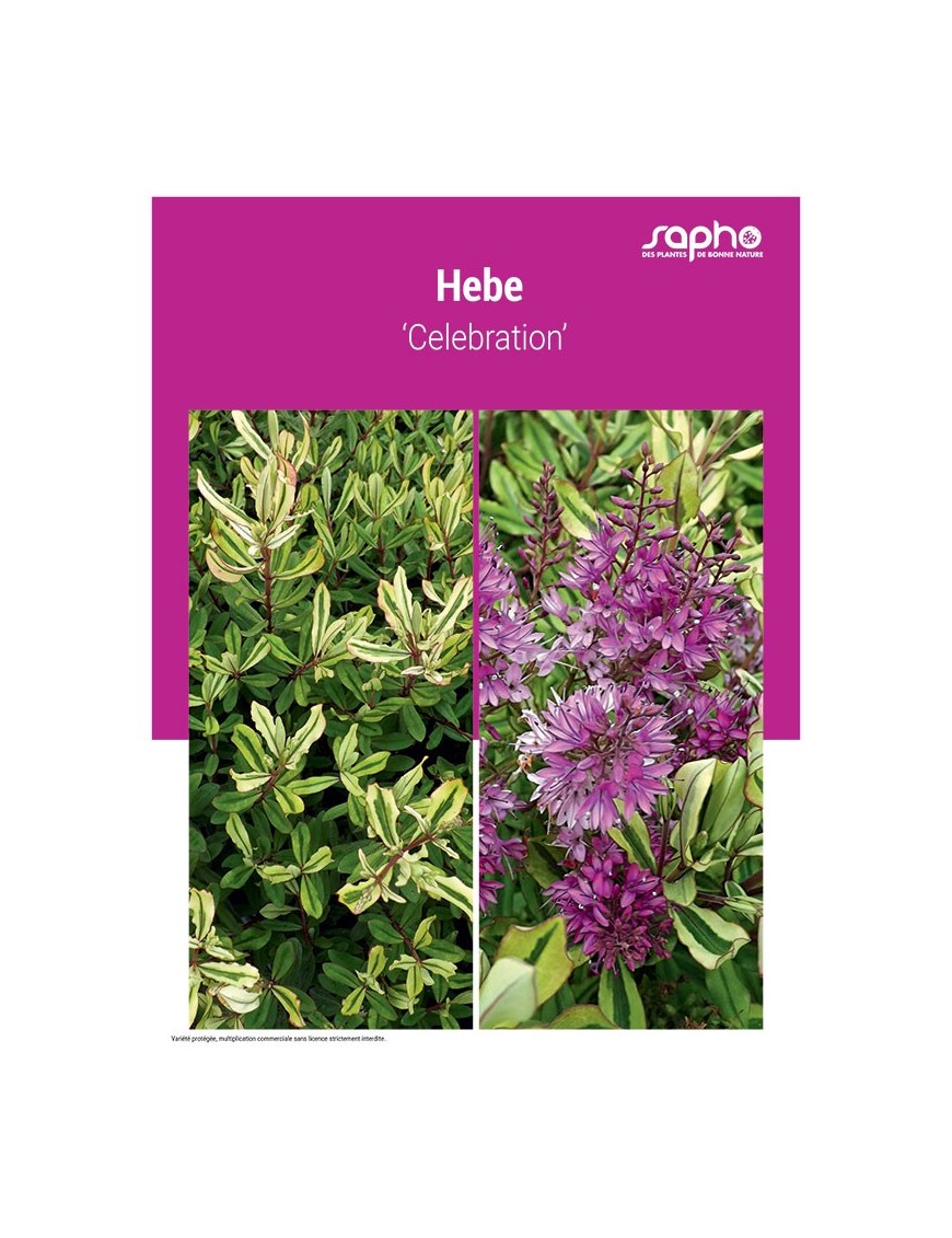 HEBE ‘Celebration’