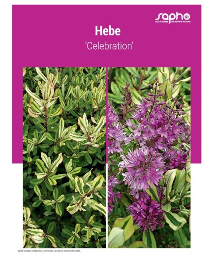 HEBE ‘Celebration’