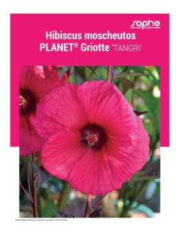 HIBISCUS MOSCHEUTOS "Planet® Griotte"