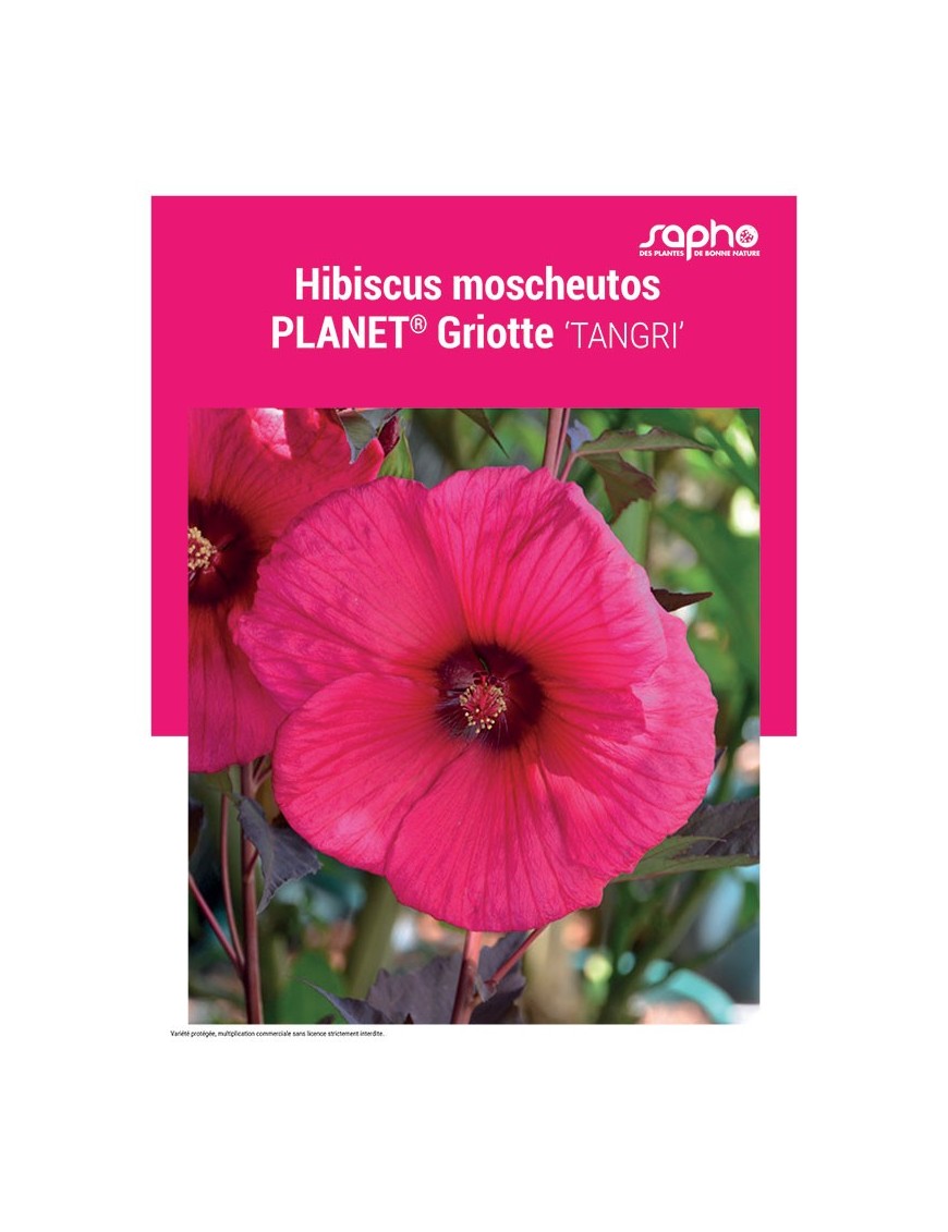 HIBISCUS MOSCHEUTOS "Planet® Griotte"