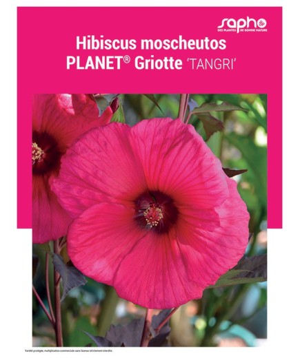HIBISCUS MOSCHEUTOS "Planet® Griotte"