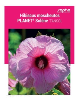 HIBISCUS MOSCHEUTOS "Planet® Solene"