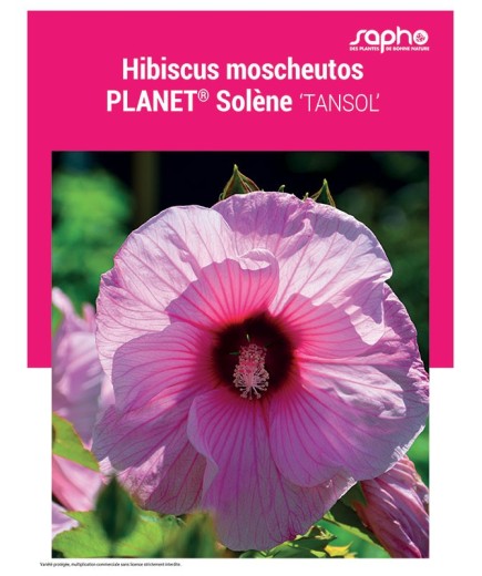 HIBISCUS MOSCHEUTOS "Planet® Solene"