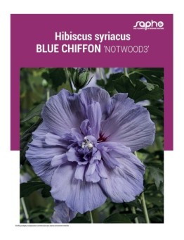 HIBISCUS SYRIACUS "Blue Chiffon"
