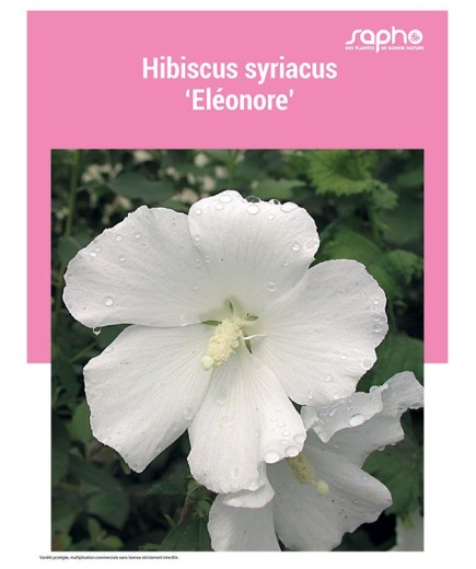 HIBISCUS SYRIACUS "Eleonore"