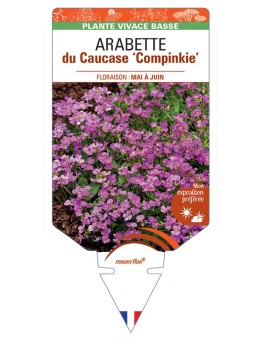 ARABETTE x arendsii Compinkie voir Arabette du Caucase